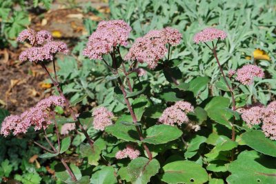 Rhodiola rosea - rozchodnice růžová - kvetoucí rostlina